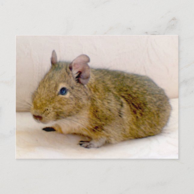 Degu Postcard (Front)