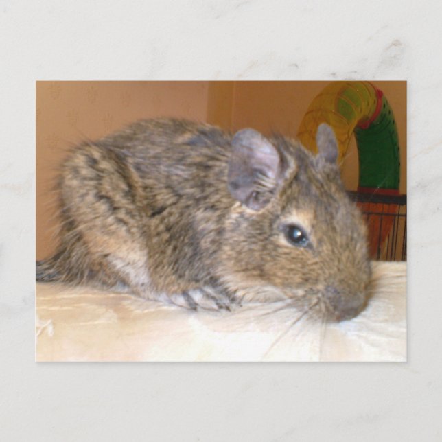 Degu relaxing Postcard (Front)
