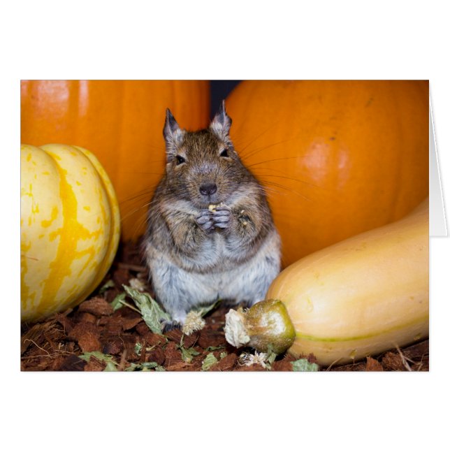 Degu with Pumpkin & Squash (Front Horizontal)