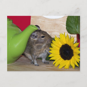 Degu with Teapot & Sunflower Postcard