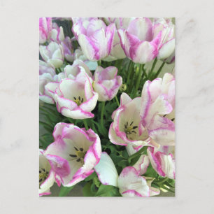 Del Piero Tulips Postcard