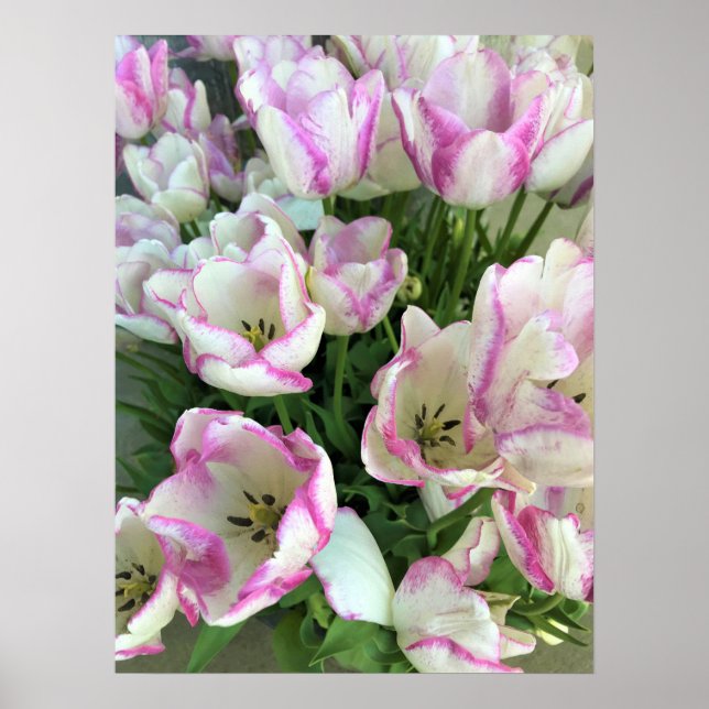 Del Piero Tulips Poster (Front)