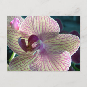 Del-Ray Orchid Postcard
