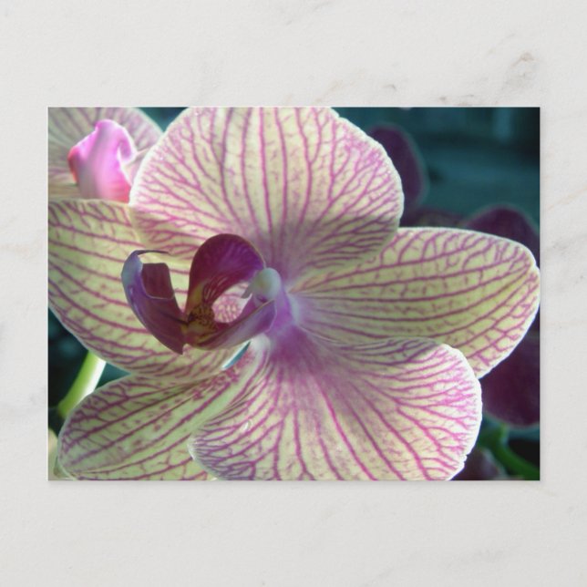 Del-Ray Orchid Postcard (Front)