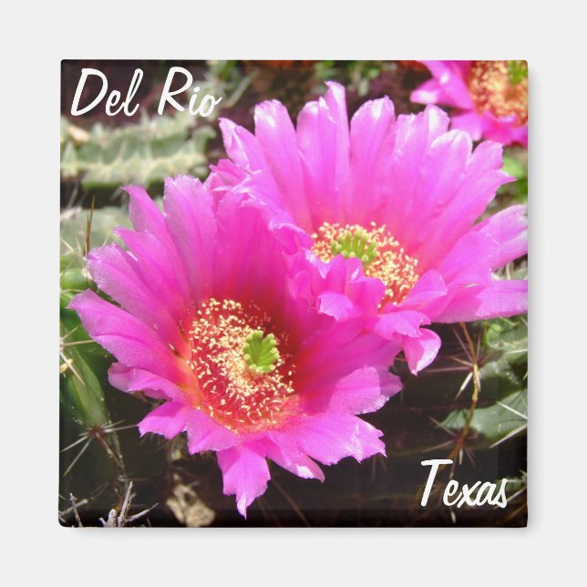 Del Rio Texas souvenirs pink cactus flower Magnet (Front)