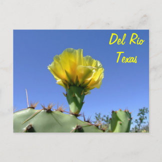 Del Rio Texas souvenirs yellow cactus flower. Postcard
