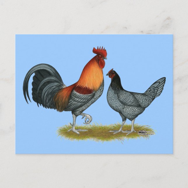 Delaware Blue Hen Postcard (Front)