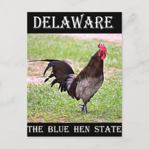 Delaware Blue Hen (Rooster) Postcard