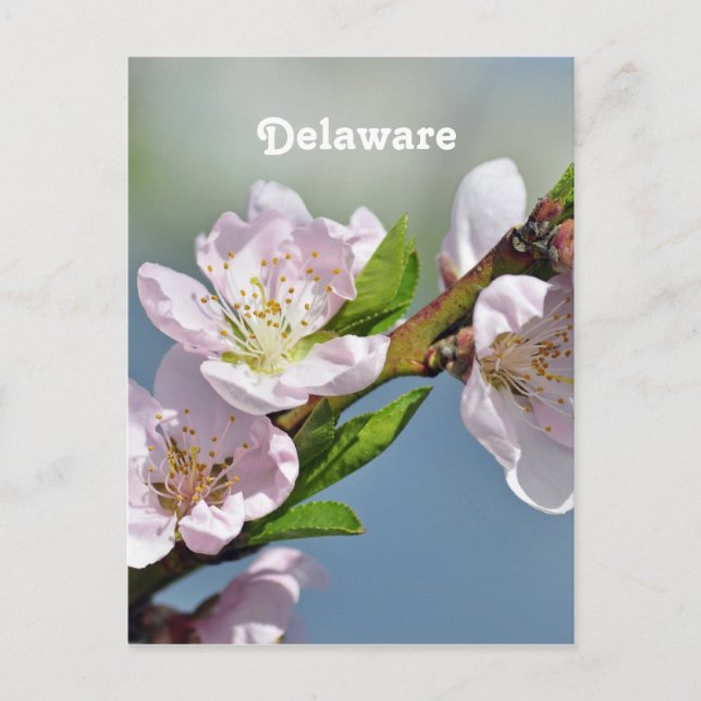 Delaware Postcard (Front)