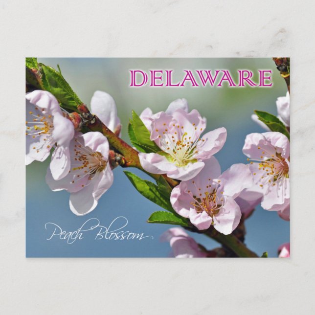 Delaware State Flower: Peach Blossom Postcard (Front)
