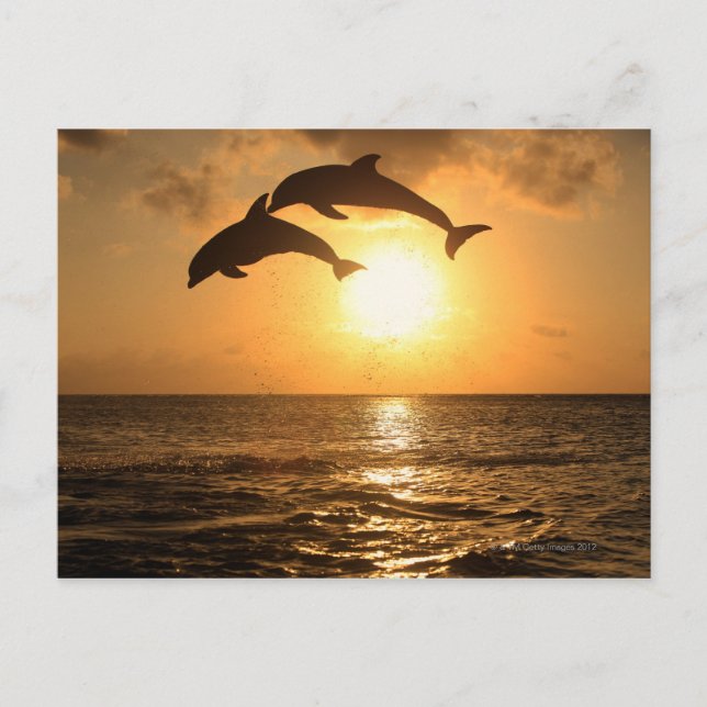 Delfin 3 postcard (Front)