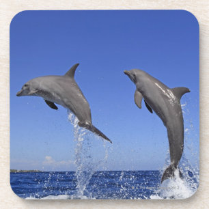 Delfin,Delphin,Grosser Tuemmler,Tursiops 3 Coaster