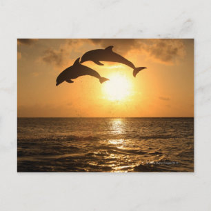 Delfin,Delphin,Grosser Tuemmler,Tursiops Postcard