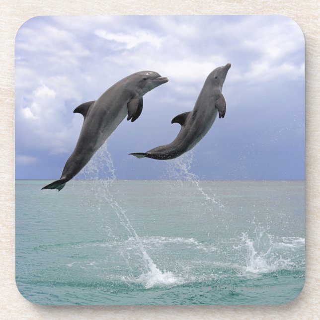 Delfin (Grosser Tuemmler) Coaster (Front)