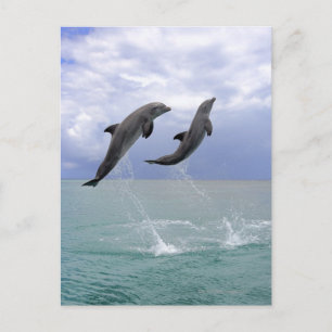 Delfin (Grosser Tuemmler) Postcard