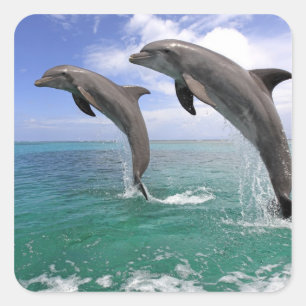 Delfin Square Sticker