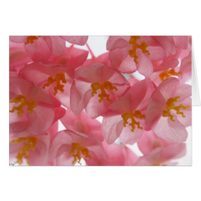 Delicate (Front Horizontal)