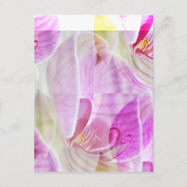 Delicate and Beautiful Orchid Floral Postcard (Front)