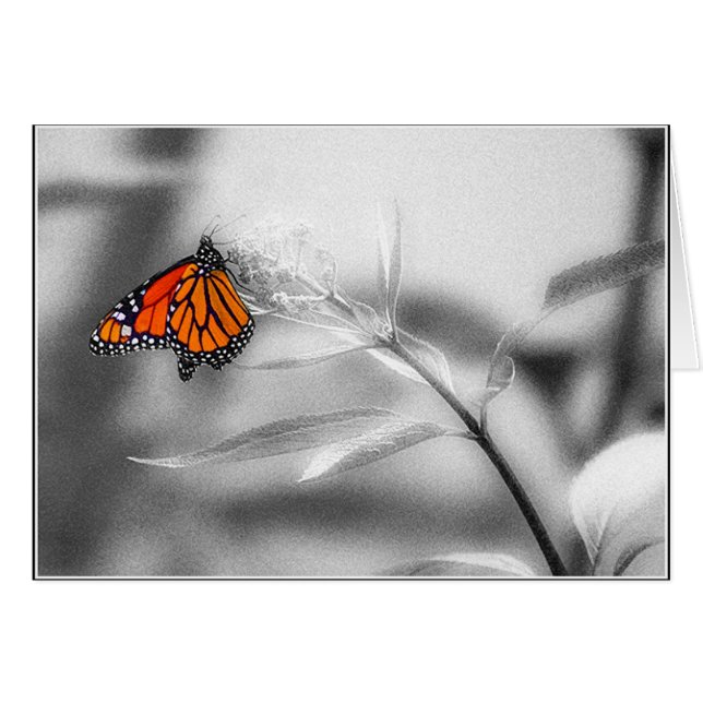 Delicate Balance (Front Horizontal)