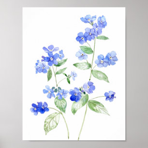 delicate blue Brunnera flowers wildflower Poster