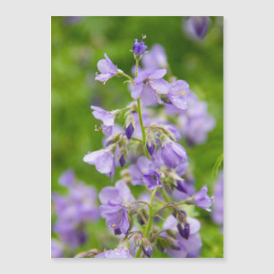 Delicate blue flowers on a green field in a spring