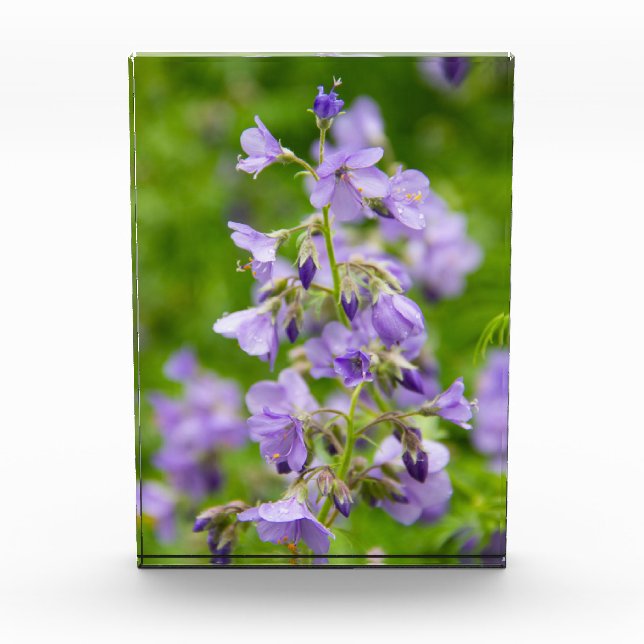 Delicate blue flowers on a green field in a spring photo block (Front)