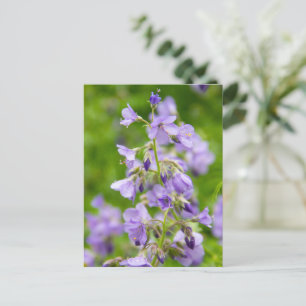 Delicate blue flowers on a green field in a spring postcard