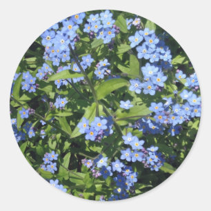 Delicate Blue Forget-Me-Not Photo Stickers