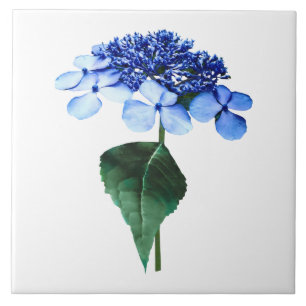 Delicate Blue Lacecap Hydrangea Tile