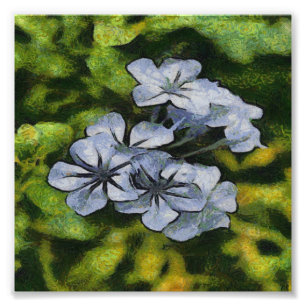 Delicate Blue Plumbago Blossom Painting Photo Print