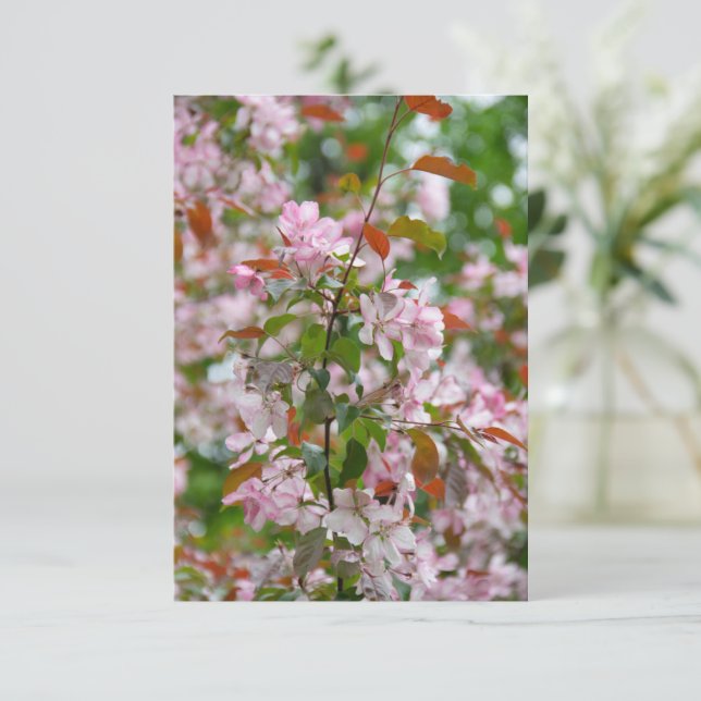 Delicate branch with flowers apple tree (Standing Front)
