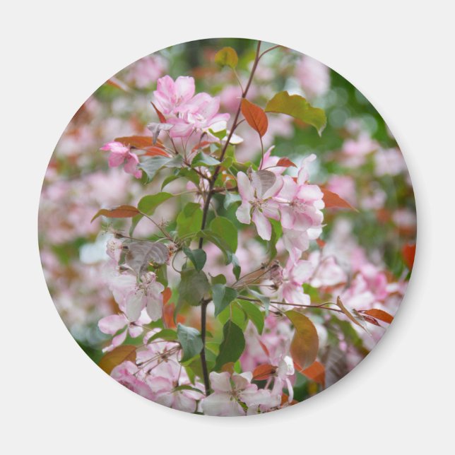 Delicate branch with flowers apple tree magnet (Front)