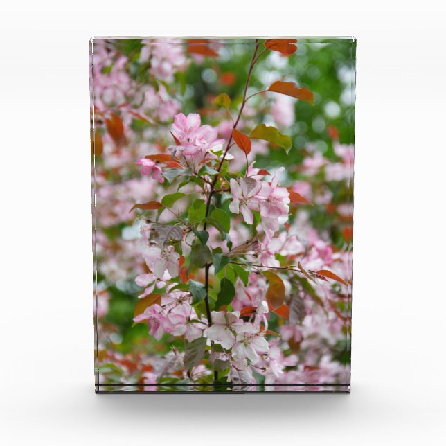 Delicate branch with flowers apple tree photo block (Front)