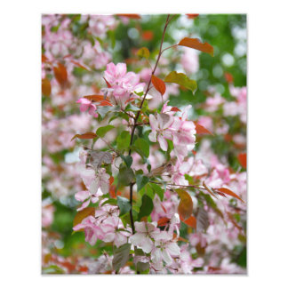 Delicate branch with flowers apple tree photo print