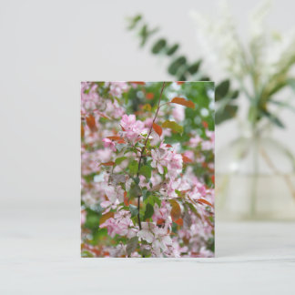 Delicate branch with flowers apple tree postcard