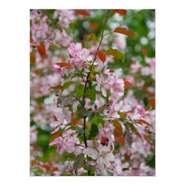 Delicate branch with flowers apple tree poster (Front)