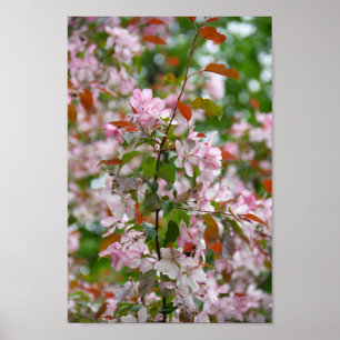 Delicate branch with flowers apple tree poster