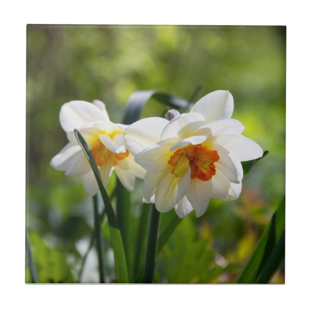 Delicate cute daffodils spring  ceramic tile (Front)