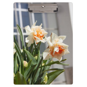 Delicate cute daffodils spring    clipboard