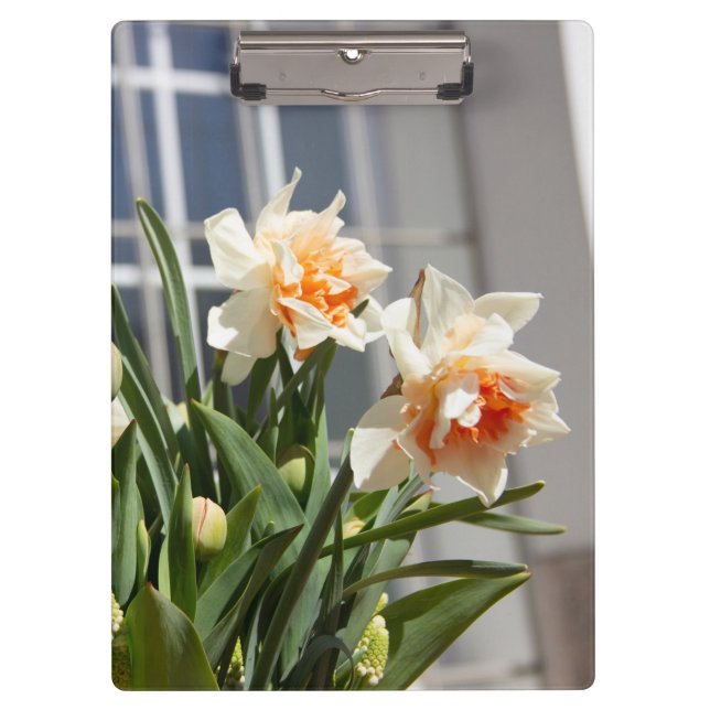 Delicate cute daffodils spring    clipboard (Front)