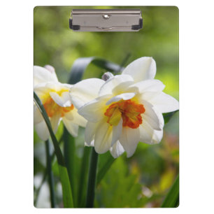 Delicate cute daffodils spring clipboard
