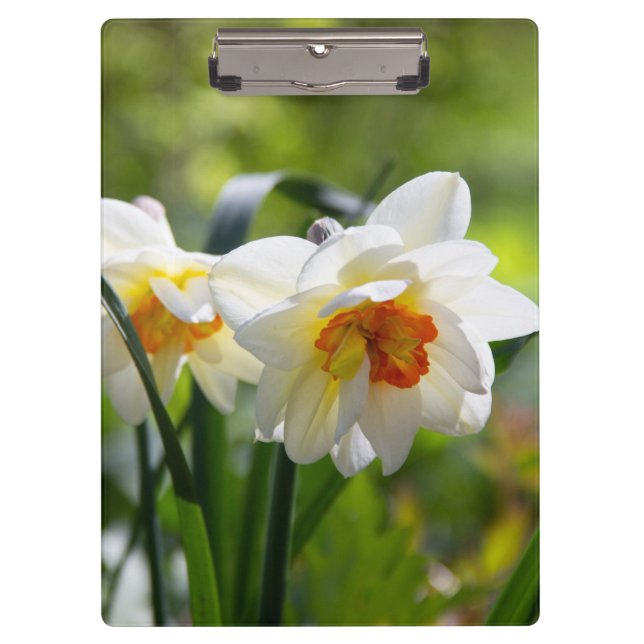 Delicate cute daffodils spring      clipboard (Front)