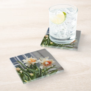Delicate cute daffodils spring  glass coaster