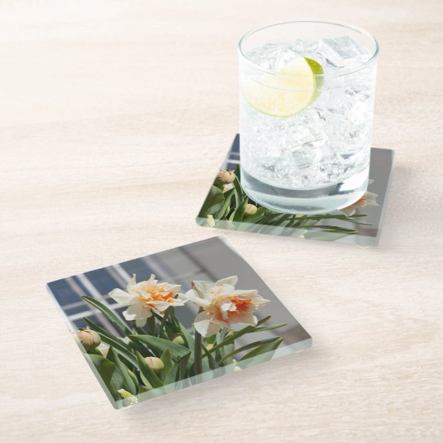Delicate cute daffodils spring  glass coaster (Angled)