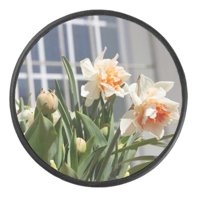 Delicate cute daffodils spring   hockey puck (Front)