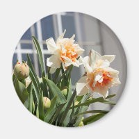 Delicate cute daffodils spring