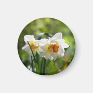 Delicate cute daffodils spring magnet