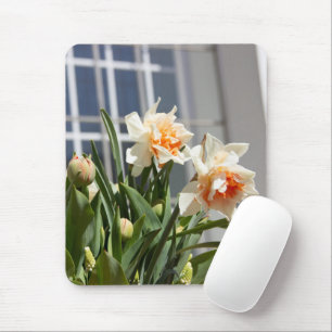 Delicate cute daffodils spring mouse pad