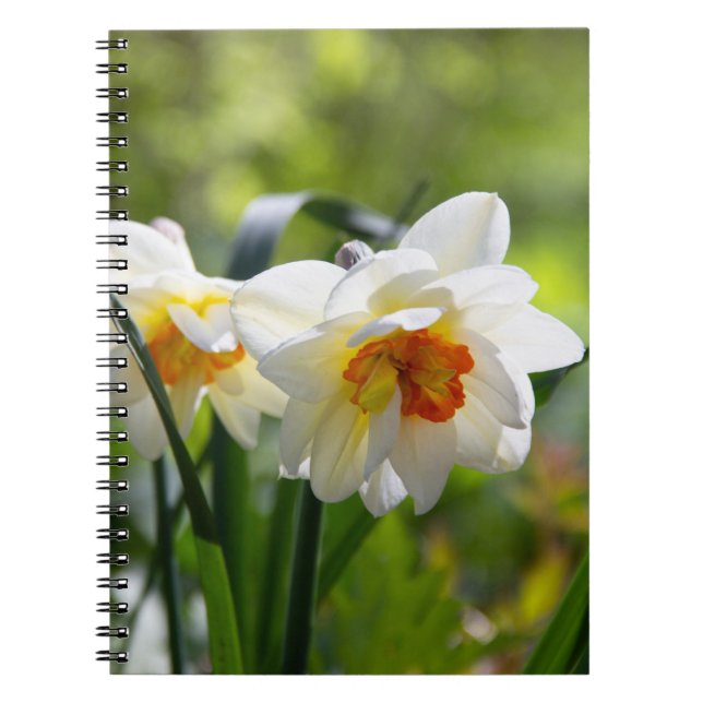 Delicate cute daffodils spring     notebook (Front)
