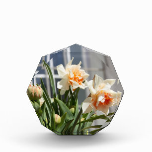 Delicate cute daffodils spring photo block